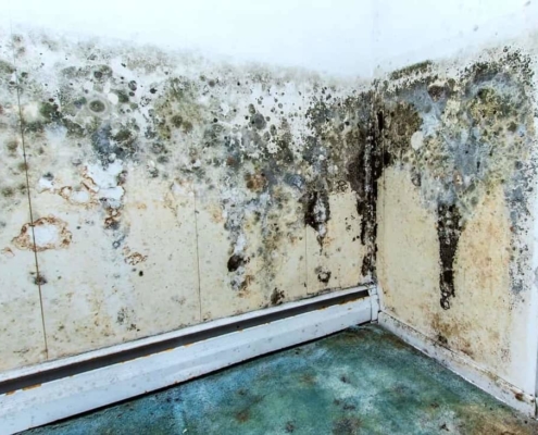 mold moisture