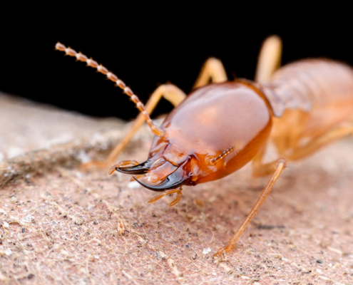 Termites